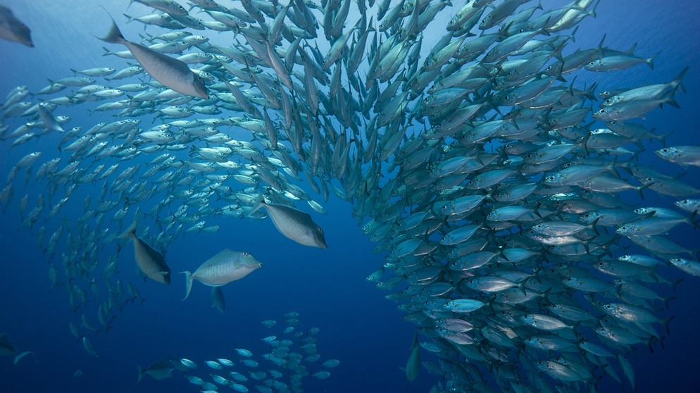 Fischschwarm | Bildquelle: picture-alliance/dpa