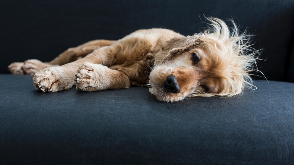 Tiere helfen heilen | Bildquelle: colourbox.com