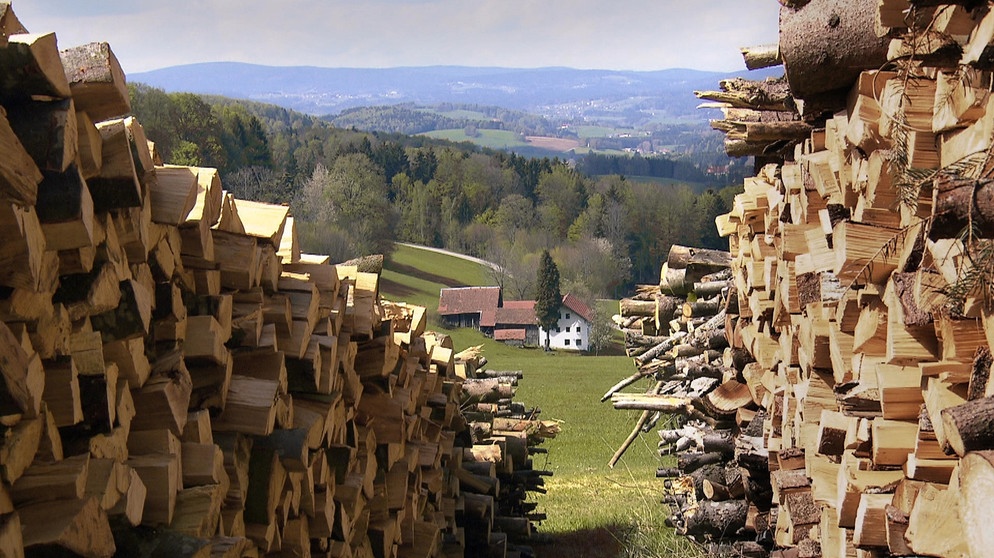 Max Grünzinger aus Finsterau beim Durchforsten des Waldes nach Brennholz | Bildquelle: BR/Rupert Heilgemeir