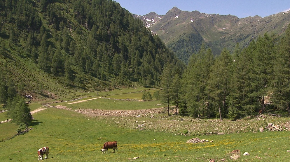 Unter unserem Himmel - Das Villgratental in Osttirol: Hügellandschaft mit Bäumen bewachsen, Kühe grasen auf einer grünen Wiese | Bildquelle: BR